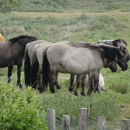 Feriehus Prachtige Woning Aan De Duinen *