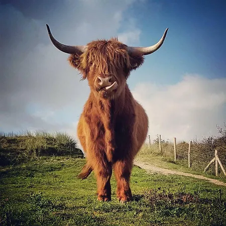 Feriehus Prachtige Woning Aan De Duinen *